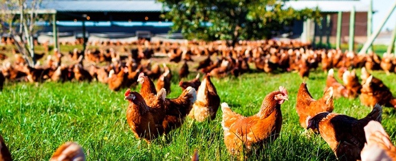 Qualität Nano-Selen Bedienung