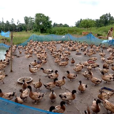 Anti Caking Zinc Sulfate Zn 34.5% Inorganic Trace Minerals ZnSo4 H20