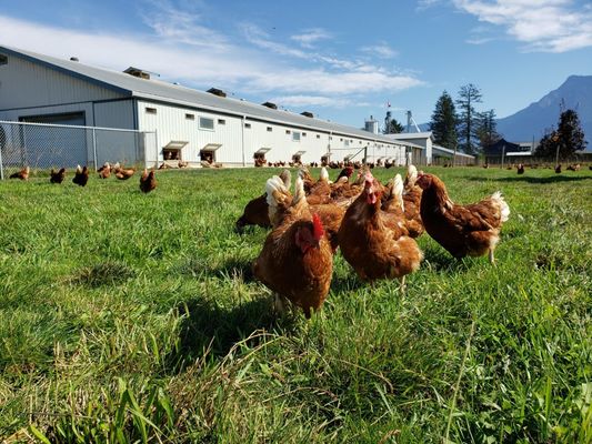 C5H11NO6S2ZN Zinc Methionine Powder 25kg/Bag Methionine Chelate GMP