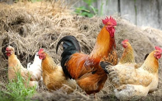 MgO Oxide Salts Mg 53.0% Magnesium Oxide Powder For Feed Additives