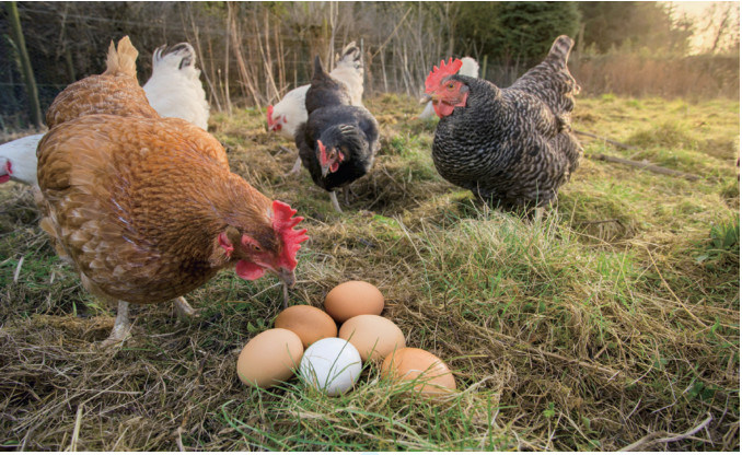 Chelota Chelatrix Layer C1232 Powder Form For Feed Additives High Broken Egg Rate