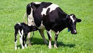 GMP Zinc Methionine Chelate Manganese Methionine Powder For Feed Additives