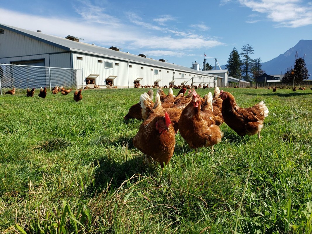 FeSO4.H2O Copper Sulphate Powder Water Soluble Inorganic Trace Minerals