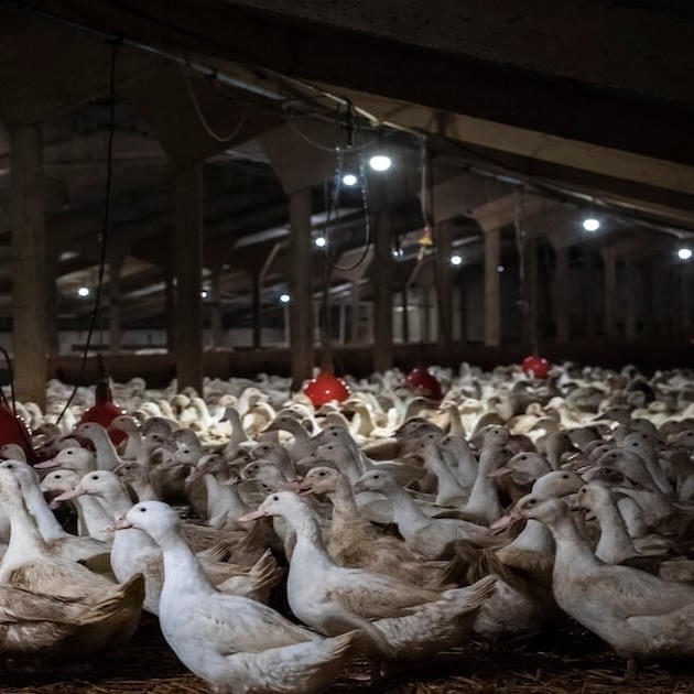 Zinc Sulfate powder ZnSo4 H20