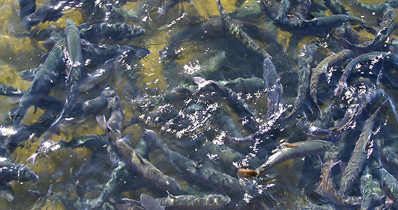 GMP Manganese Glycine Chelate Mn2 15% White Crystalline Powder C2H5NO6SMn