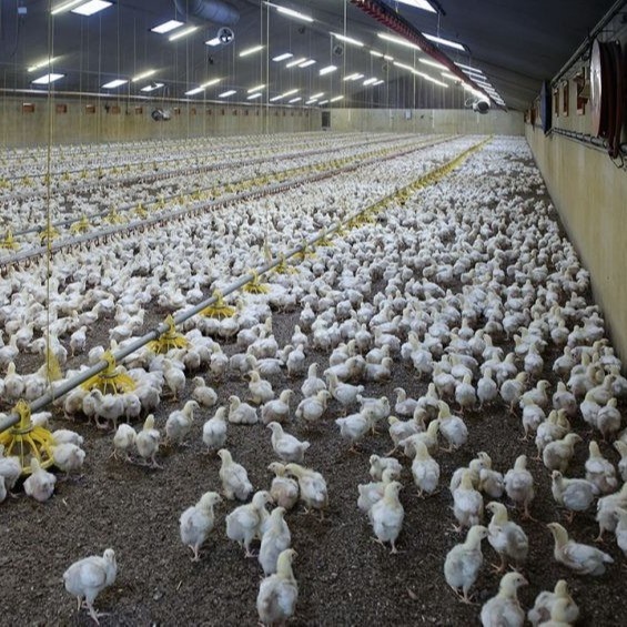 Anti Caking Organic Magnesium Methionine Chelate Shorten Estrus Cycle