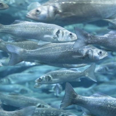 Water Soluble Calcium Organic Calcium Super Minerals For Aquaculture