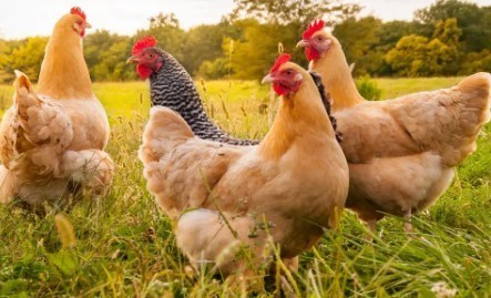 Chelatrix Broiler Mineral Premix YD1 Feed Additives Improve Chicken Quality