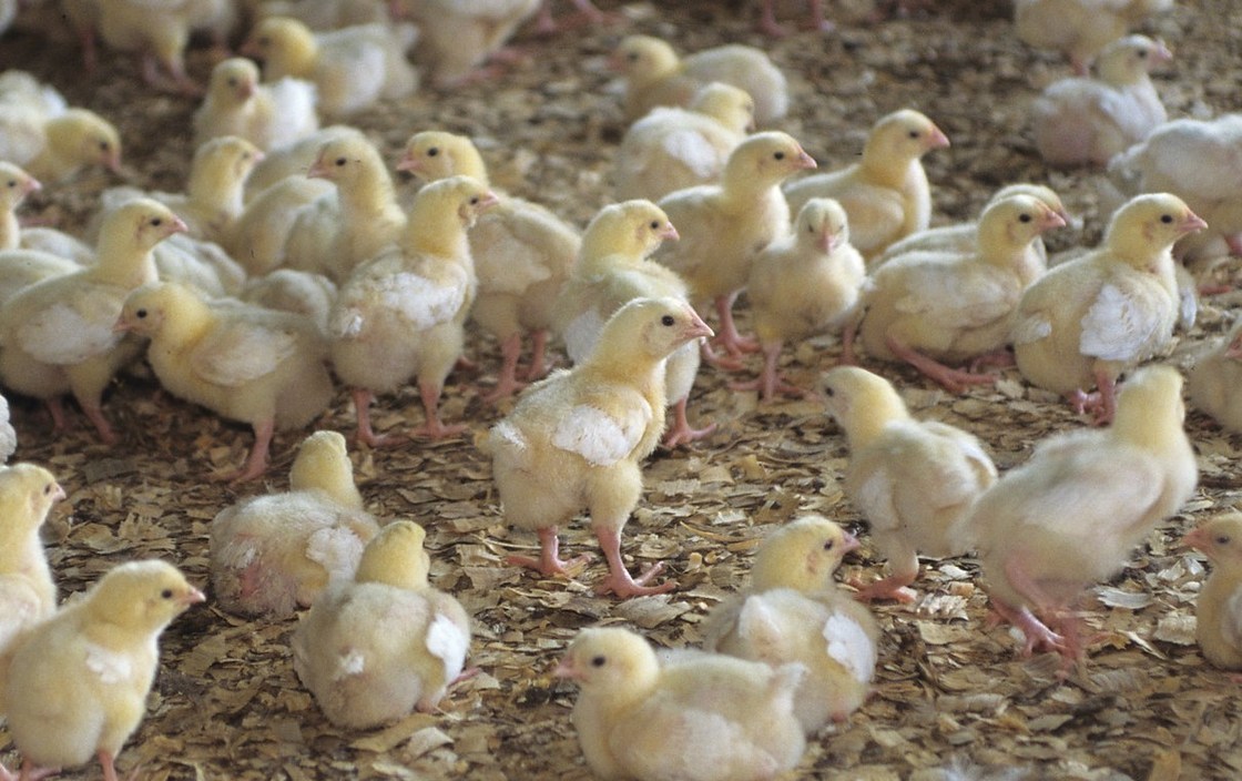 Chloride Salts  GMP Potassium Chloride Powder KCl 59 51